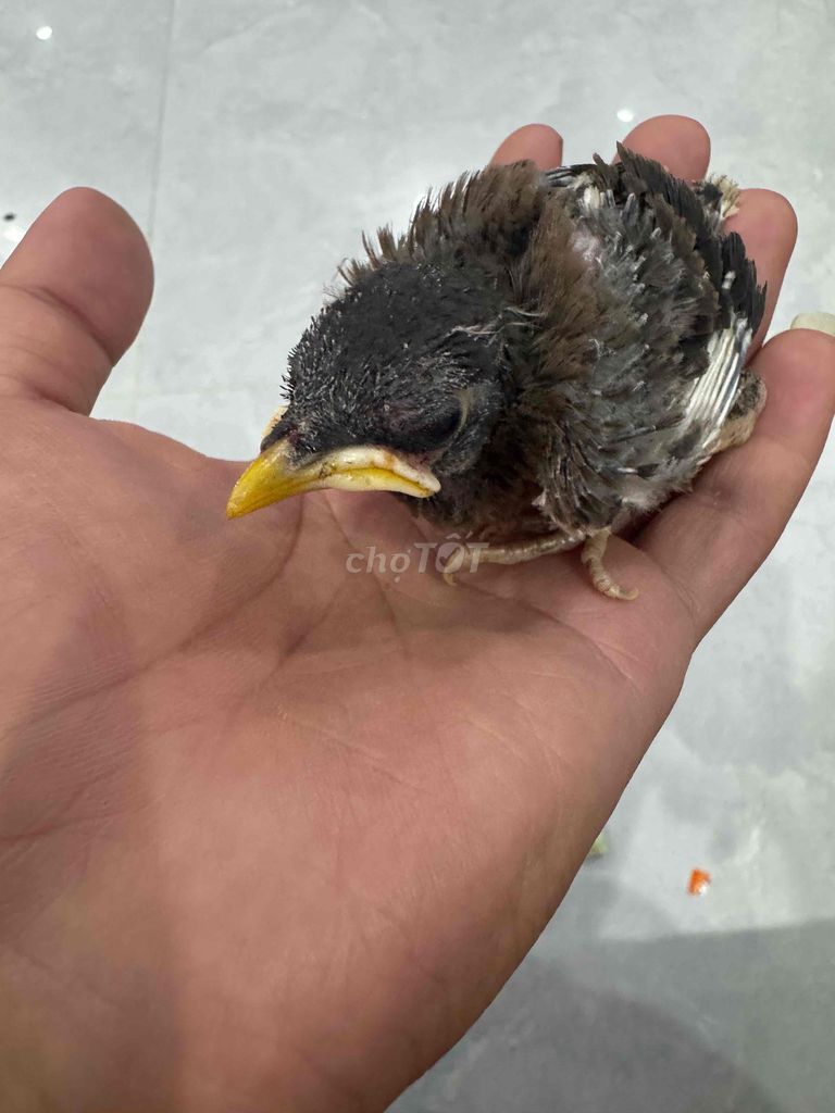 Chim Sáo non Đen xám. Mua bán Chim tại Quận Ngũ Hành Sơn Đà Nẵng được đăng bởi Lý Văn Minh hình 1