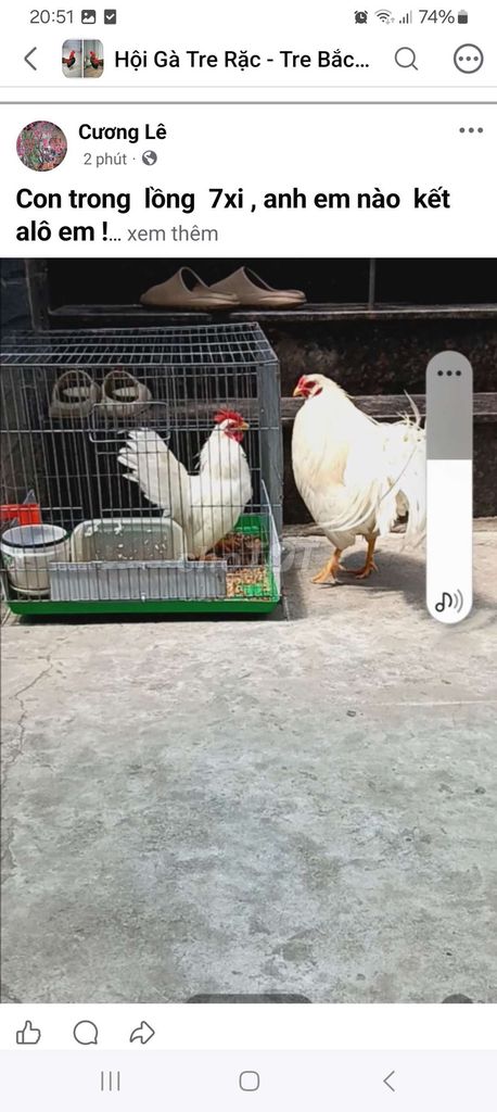 Gà chọi Thái 3kg Trắng. Mua bán Gà tại Thành phố Biên Hòa Đồng Nai được đăng bởi Cương Lê hình 1