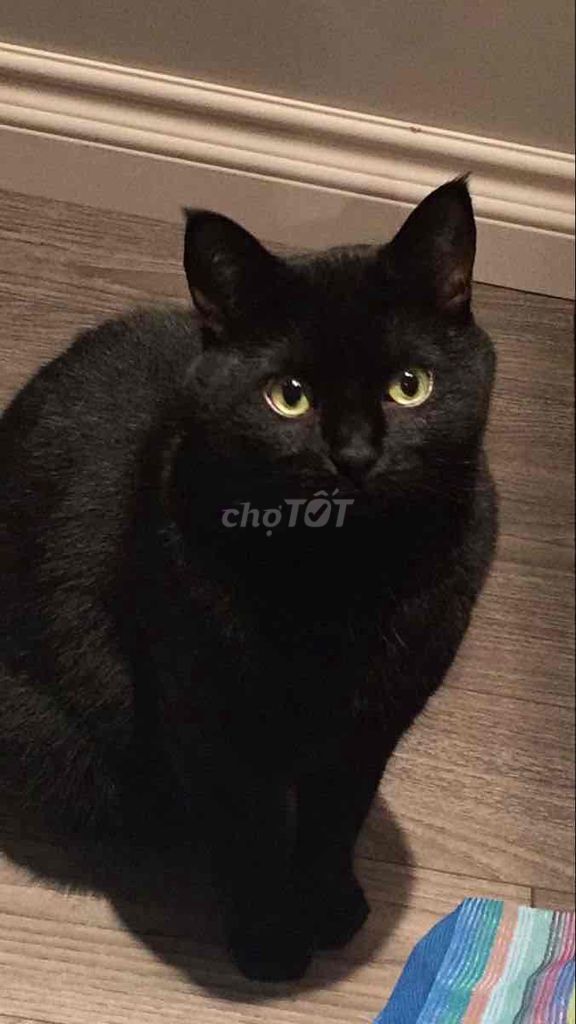 nhận phối giống ALN Đen British Shorthair black