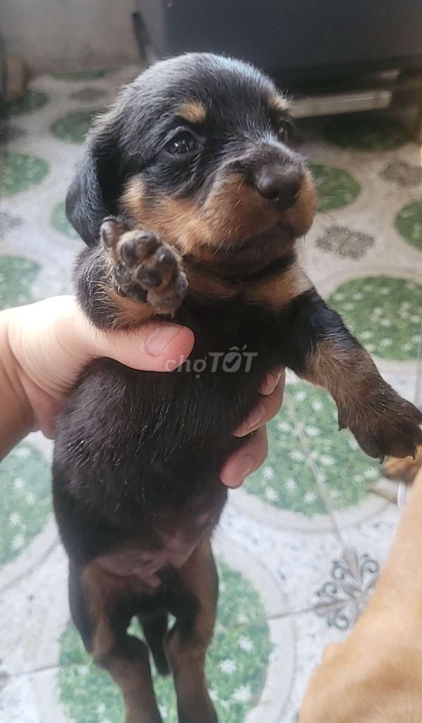 Chó Lạp xưởng con nâu đen. Mua bán Chó tại Huyện Mang Thít Vĩnh Long được đăng bởi Hoàng Khoa hình 1