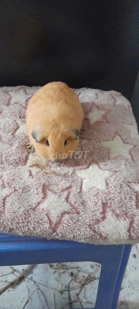 Bọ ú California Cái Nâu Gần 2 tháng. Mua bán Thú cưng khác tại Quận 1 Tp Hồ Chí Minh được đăng bởi Nghi Trần hình 1