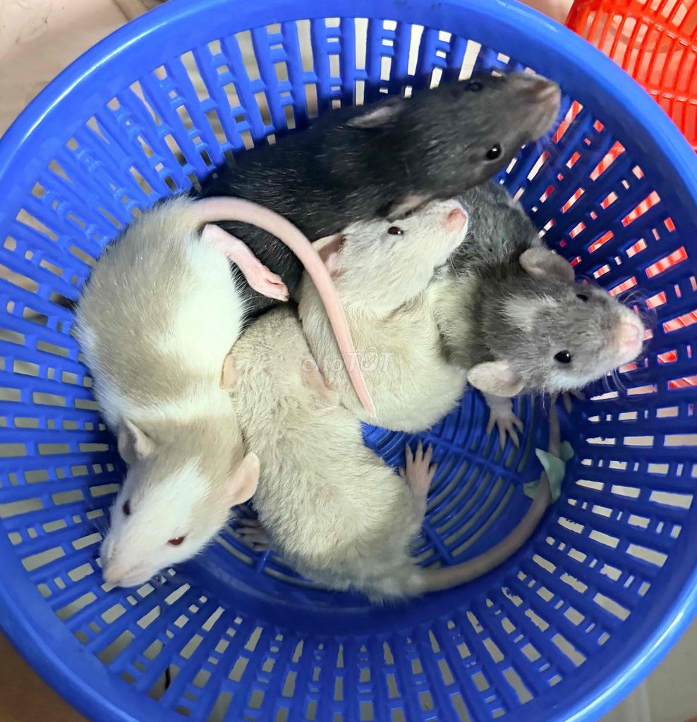 Chuột dumbo rat màu Đen, Trắng, Xám. Mua bán Thú cưng khác tại Quận 8 Tp Hồ Chí Minh được đăng bởi Lê Thị Thanh Tuyền hình 1