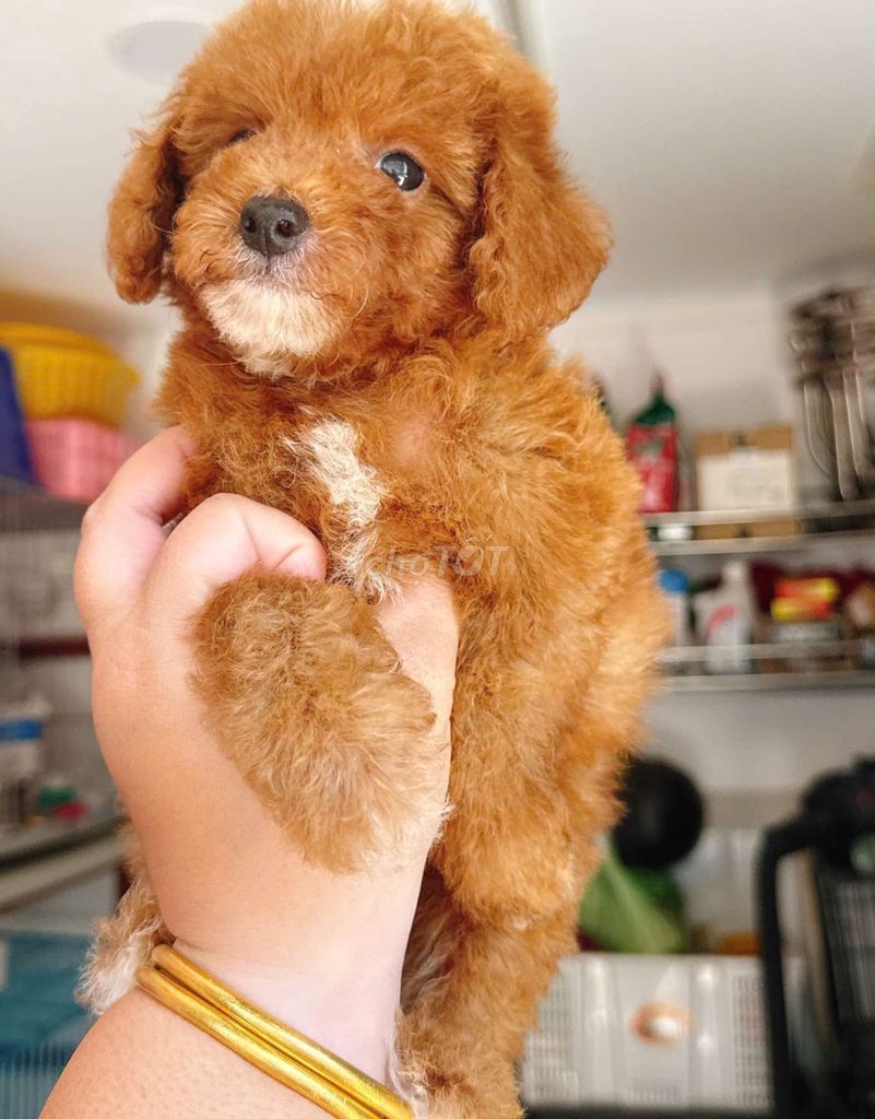 Chó Poodle nâu đỏ(700gam) . Mua bán Chó tại Quận 12 Tp Hồ Chí Minh được đăng bởi no love hình 1