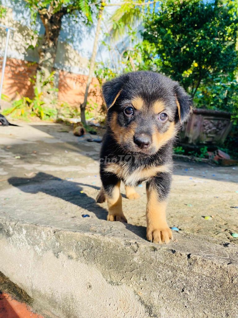 chó begiec lai rottweiler 3 con cái. Mua bán Chó tại Thành phố Mỹ Tho Tiền Giang được đăng bởi Phan Em hình 4