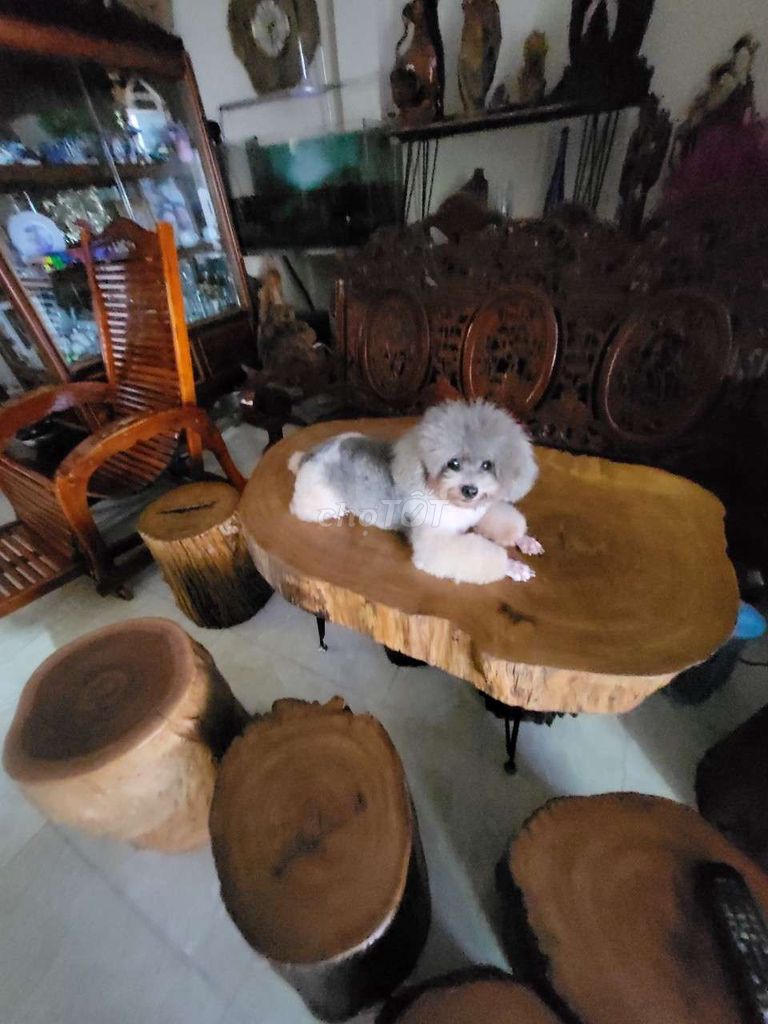 Phối giống chó poodle bò sữa, bò xám