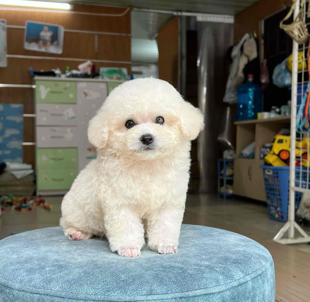 poodle size tiny siêu xinh đủ màu 3 tháng tuổi