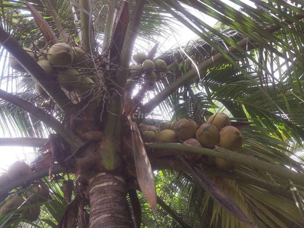 Cây ăn quả Dừa Mã Lai siêu sớm. Mua bán Cây cảnh, đồ trang trí tại Huyện Giồng Trôm Bến Tre được đăng bởi ĐỘC ĐẸP hình 1