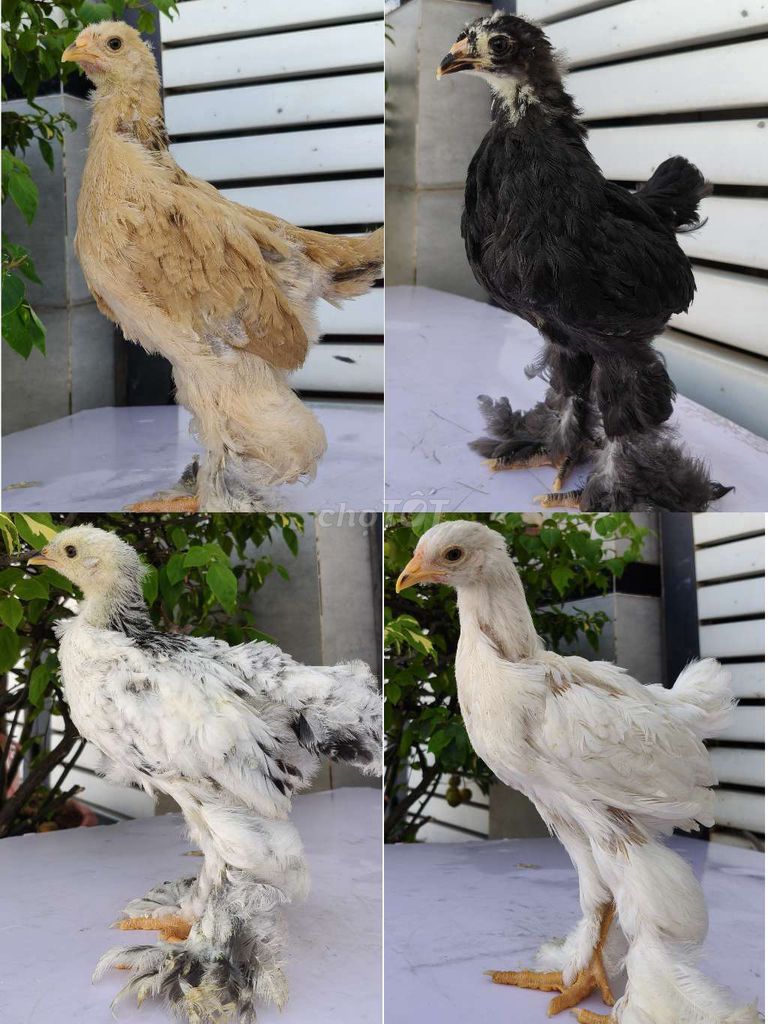 1 trống 3 mái Brahma kì lân khổng lồ. Mua bán Gà tại Quận 12 Tp Hồ Chí Minh được đăng bởi Gà Kiểng Sài Gòn  hình 1
