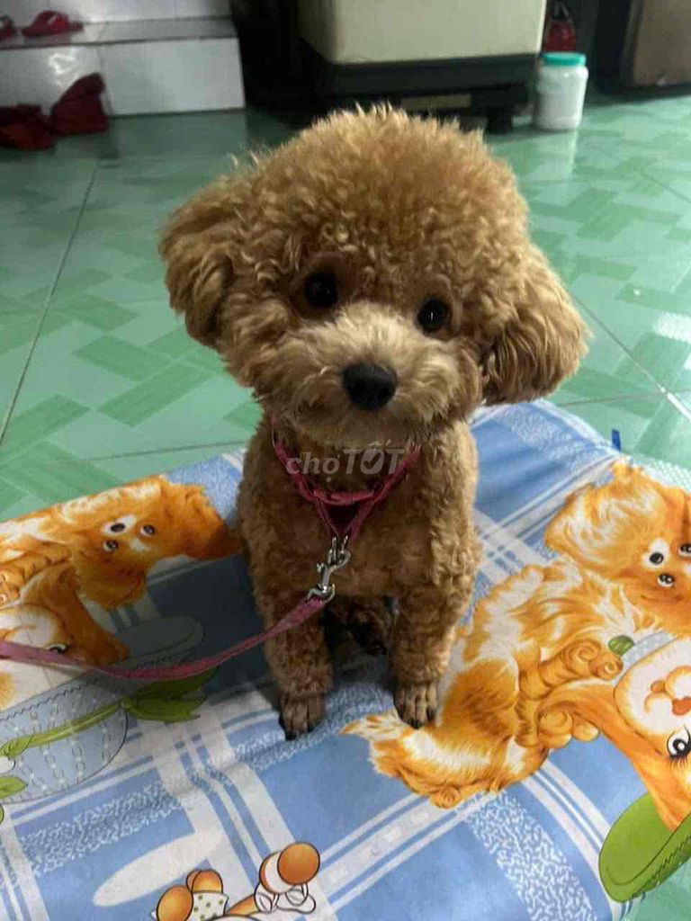 Chó Poodle nâu 8 tháng tuổi. Mua bán Chó tại Quận 6 Tp Hồ Chí Minh được đăng bởi Simp Eula hình 1