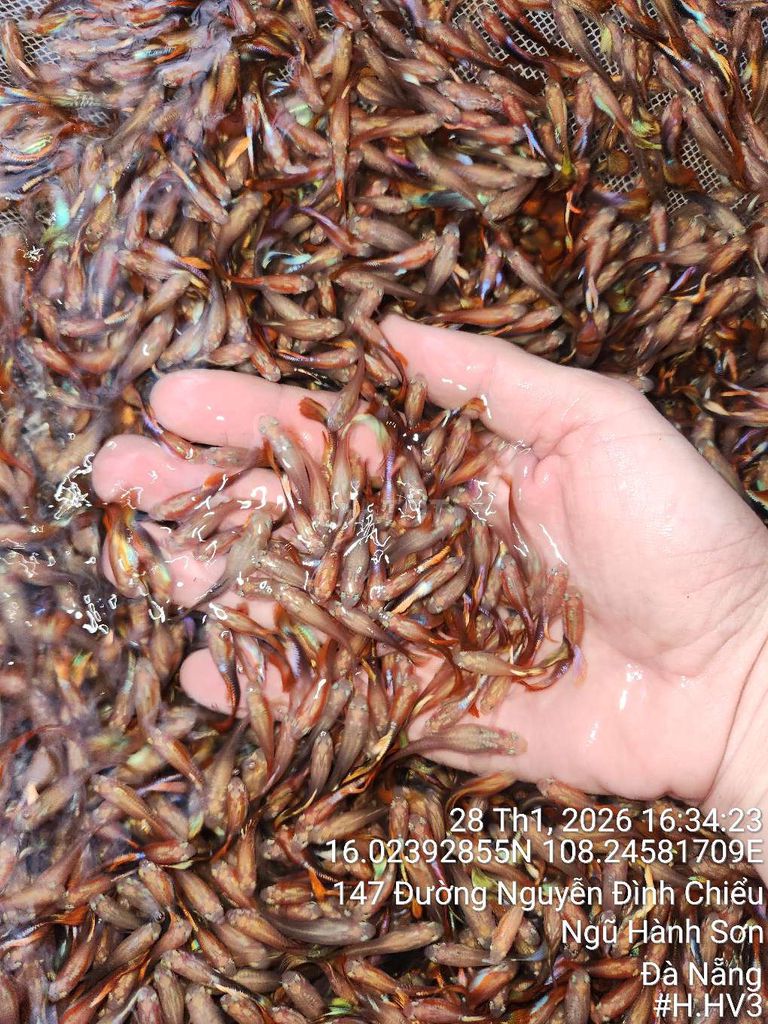 Cá Hà Lan 30 con. Mua bán Thú cưng khác tại Quận Ngũ Hành Sơn Đà Nẵng được đăng bởi nhật hình 1