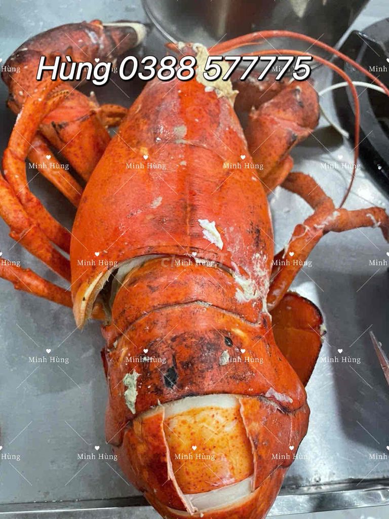 Tôm Alaska Sống Alaska. Mua bán Đồ ăn, thực phẩm và các loại khác tại Quận Gò Vấp Tp Hồ Chí Minh được đăng bởi Hùng hình 1