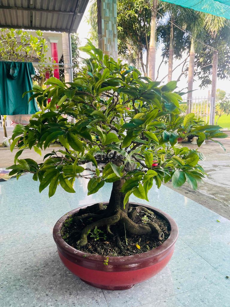 siêu bông Sài Gòn. Mua bán Cây cảnh, đồ trang trí tại Huyện Cần Giuộc Long An được đăng bởi Thanh Sơn hình 1