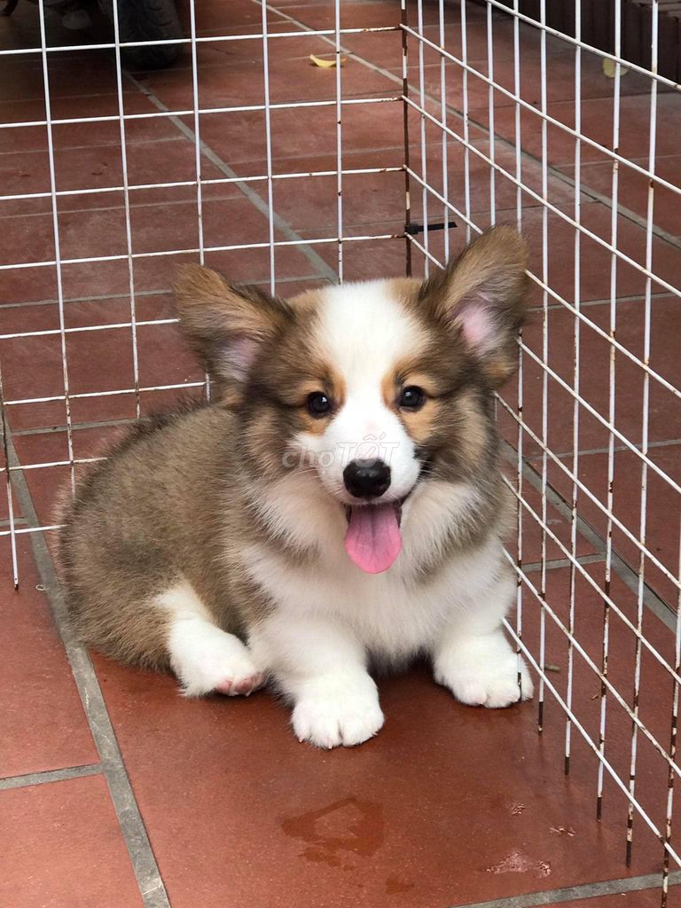 0976628408 - Chó CORGI mông to, lắc lư. Ship tận nhà!