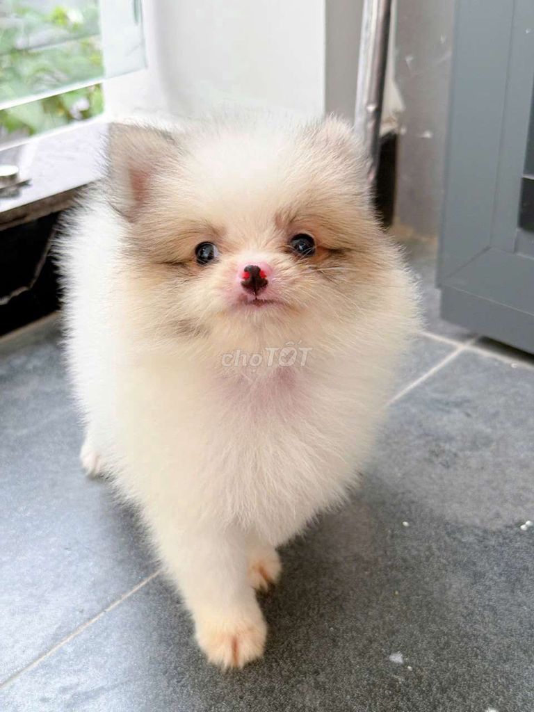 Chó Phốc Sóc đực Trắng đã tiêm 1 mũi. Mua bán Chó tại Thành phố Dĩ An Bình Dương được đăng bởi Quỳnh hình 1