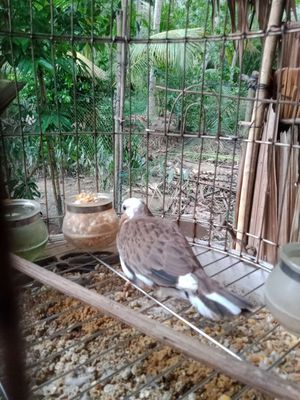 Cu gáy cặp zin. Mua bán Chim tại Huyện Mỏ Cày Bắc Bến Tre được đăng bởi khang