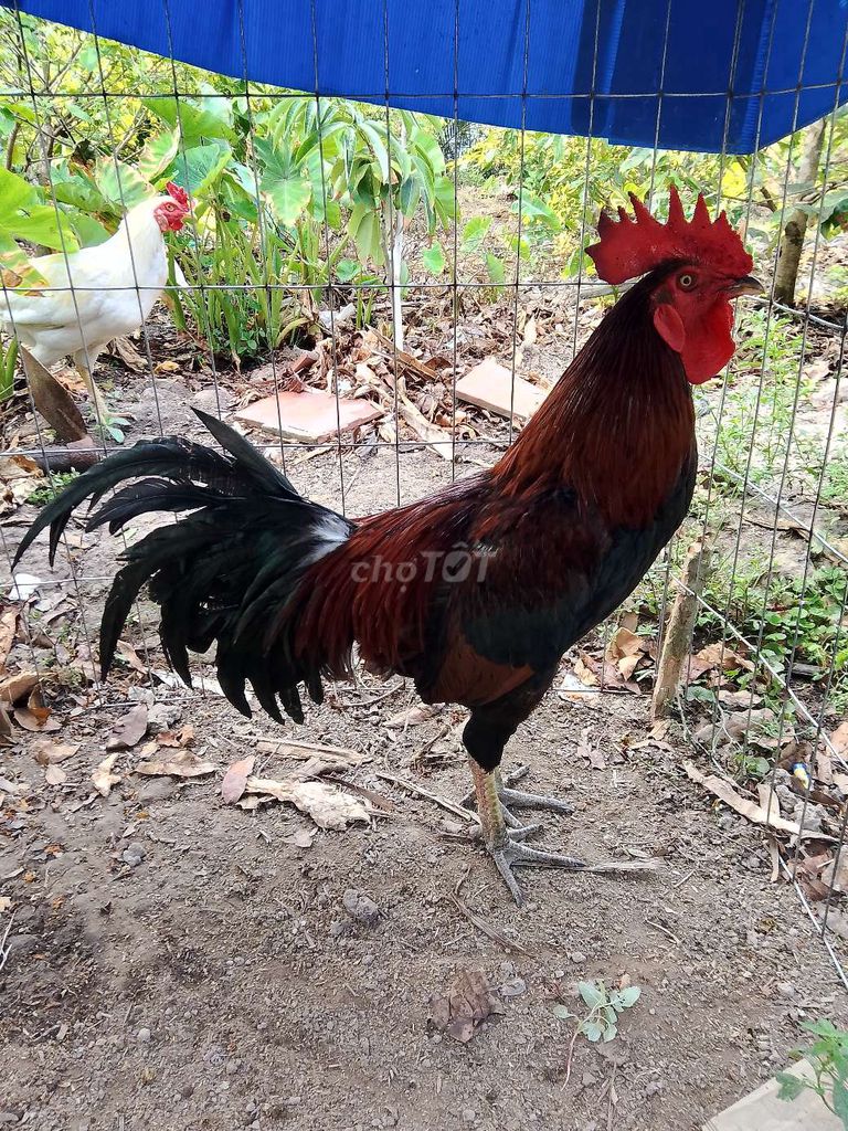 Gà U Minh Nâu đỏ đen 2.9kg. Mua bán Gà tại Huyện U Minh Cà Mau được đăng bởi ut  hình 1