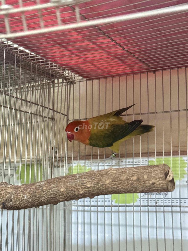 e mái Lb màu euwing . đã rớt trứng. Mua bán Chim tại Quận 8 Tp Hồ Chí Minh được đăng bởi N parot hình 1