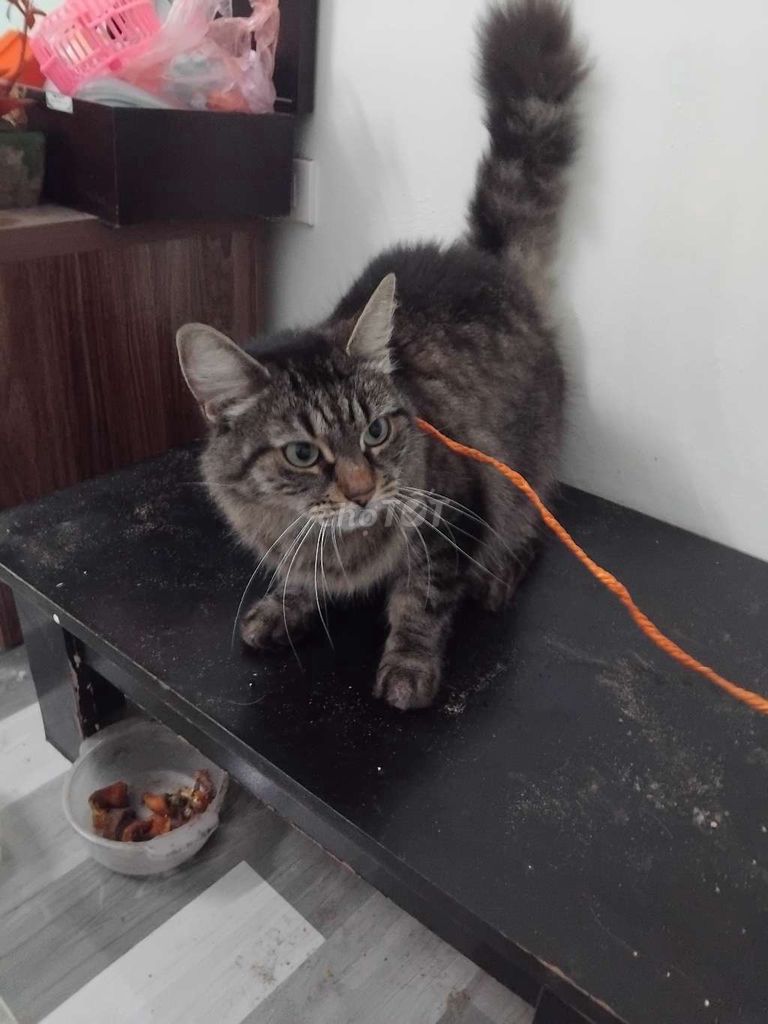 Mèo Cái lông dài ,ko muốn thịt cần bán cho ae. Mua bán Mèo tại Huyện Thanh Trì Hà Nội được đăng bởi nguyễn Thiện Thành  hình 1