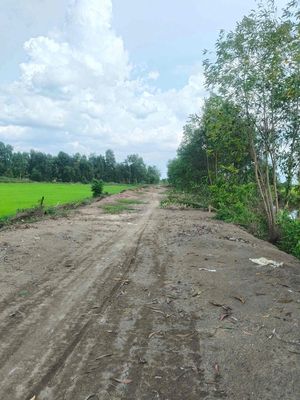 đất lúa xã tân thạnh tây huyện củ chi dt: 3,700m2. Mua bán đất tại Huyện Củ Chi Tp Hồ Chí Minh được đăng bởi Nguyễn thị Hồng Trang