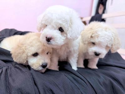 Chó Poodle đực màu Trắng, Kem thân thiện