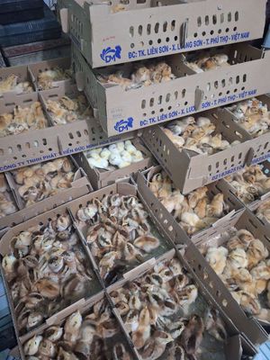 Trại cung cấp sỉ lẻ các loại gà vịt giống mới nở. Mua bán Gà tại Quận 12 Tp Hồ Chí Minh được đăng bởi Lê Thị Hảo