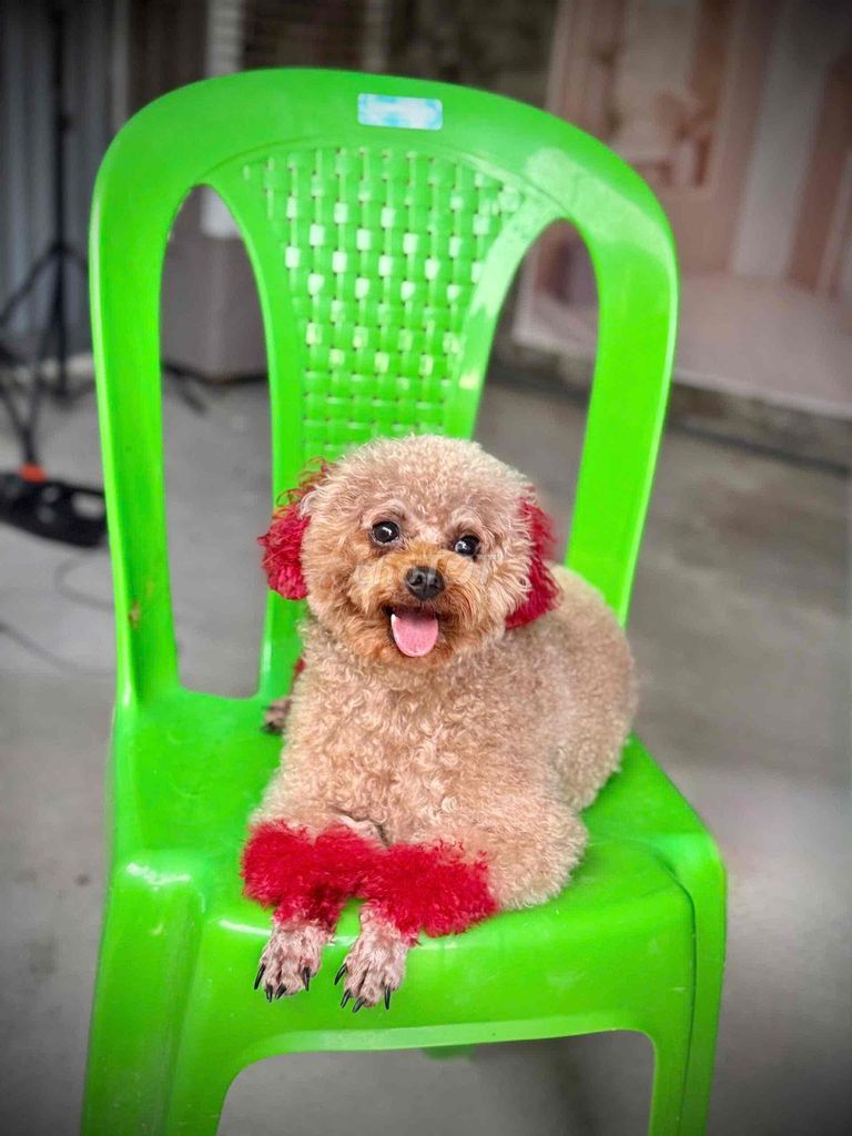 Chó Poodle trưởng thành nhiều màu. Mua bán Chó tại Thị xã Tân Uyên Bình Dương được đăng bởi tùng  hình 1