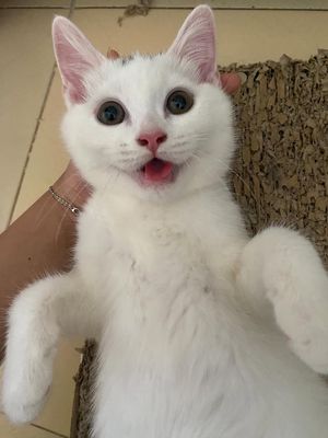 2 BÉ MÈO ANH LÔNG NGẮN - ĐÃ TIÊM + SỔ GIUN