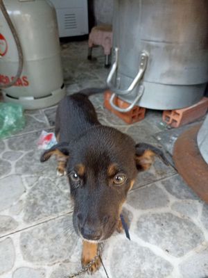 Mik có con chó rottweiler lai becgie muốn bán. Mua bán Chó tại Huyện Cần Giuộc Long An được đăng bởi trần vũ