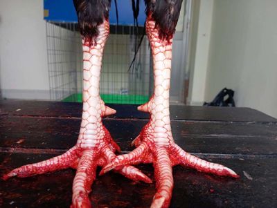 Ga hien 4k3 hon trang 4k6 ae nao can lien he e nha. Mua bán Gà tại Quận 8 Tp Hồ Chí Minh được đăng bởi Lam Ha