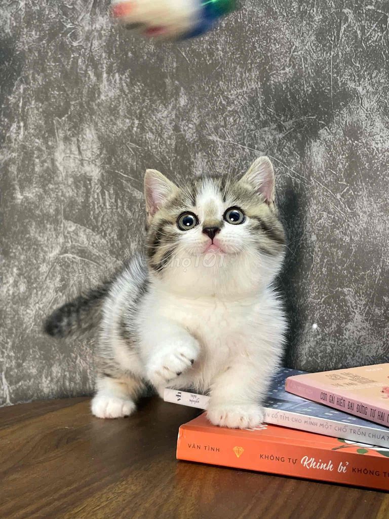 Mèo munchkin chân ngắn. Mua bán Mèo tại Quận Tân Bình Tp Hồ Chí Minh được đăng bởi Như Ý hình 1