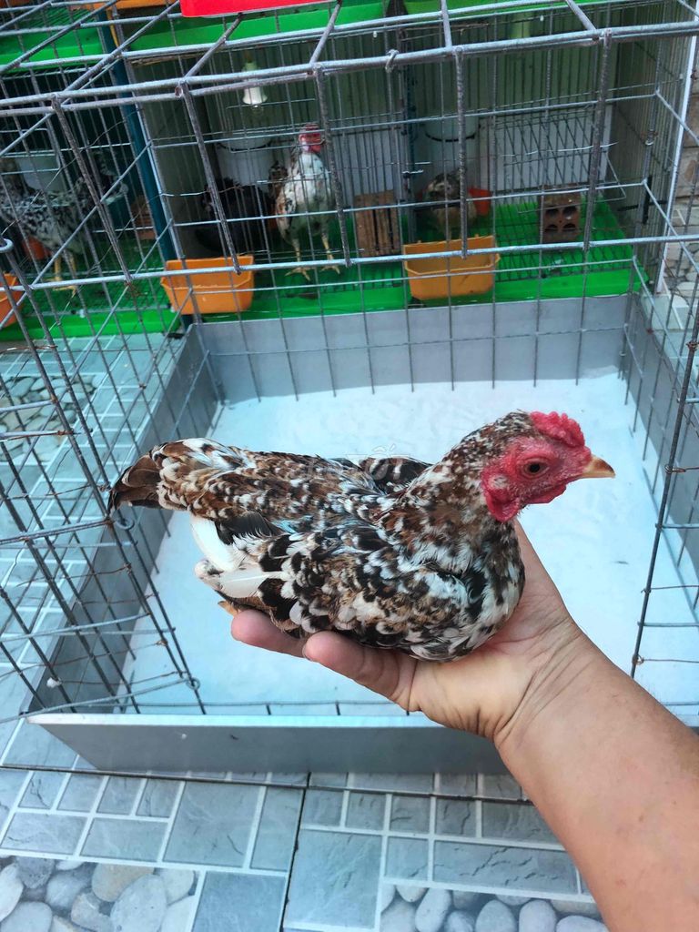 tre bắt trống. Mua bán Gà tại Huyện Nhà Bè Tp Hồ Chí Minh được đăng bởi LÊ VĂN GIÀU hình 1