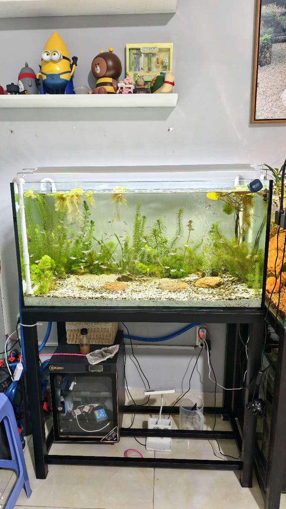 Hồ cá cảnh Kính 90x45x45cm 10 ly Mới 99%. Mua bán Phụ kiện, Thức ăn, Dịch vụ tại Thành phố Dĩ An Bình Dương được đăng bởi Quang Thảo Trần hình 1