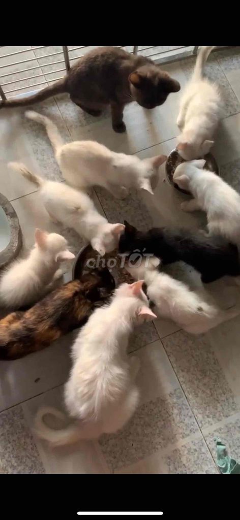 mèo anh thuần chủng ❤️💚💙 đủ màu. Mua bán Mèo tại Quận 8 Tp Hồ Chí Minh được đăng bởi Cửa Hàng Thanh Lý Đồ Cũ Mới hình 2