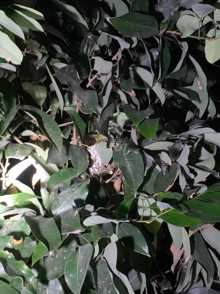 Chim khuyên 7 tổ và 1 tổ sẻ quạt đều đang ấp. Mua bán Chim tại Huyện Chương Mỹ Hà Nội được đăng bởi Anh Quân hình 1