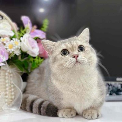 Mèo Munchkin đực 4.5 tháng