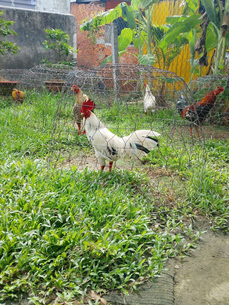 gà đổ nhà số lượng. Mua bán Gà tại Huyện Ba Tri Bến Tre được đăng bởi Công Duy hình 1
