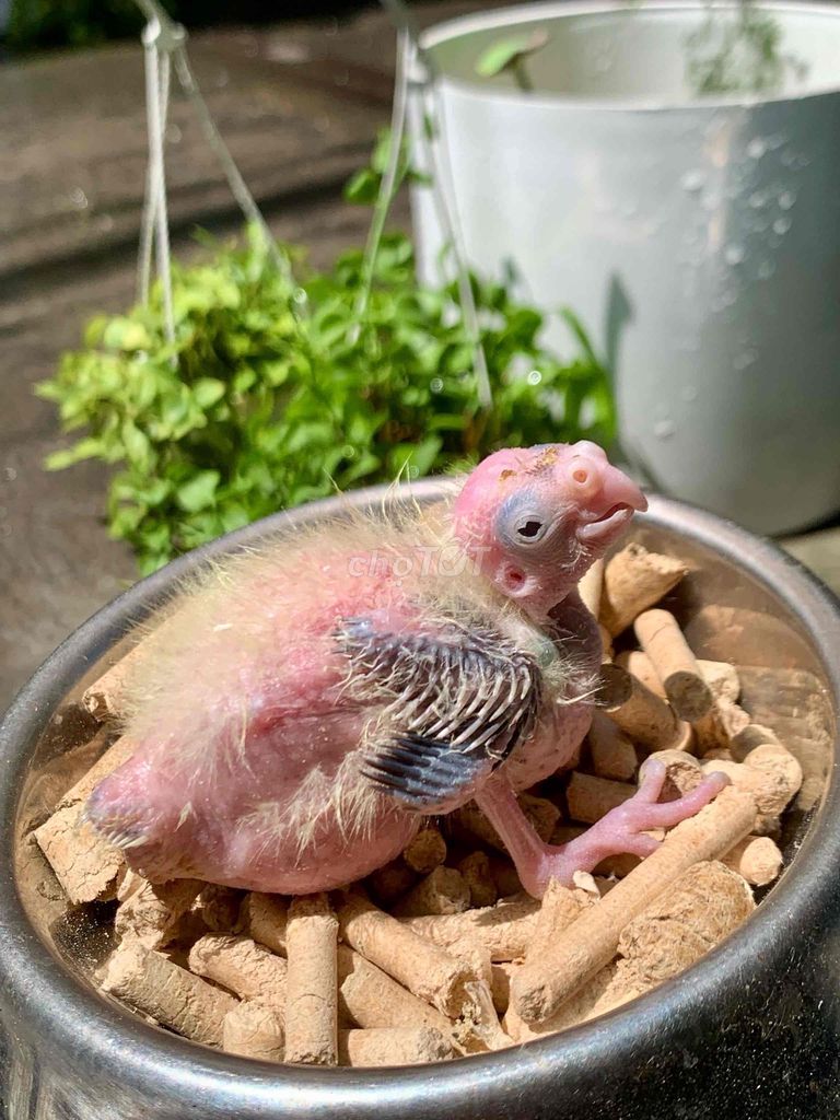 Vẹt Cockatiel baby chăm bột. Mua bán Chim tại Quận Gò Vấp Tp Hồ Chí Minh được đăng bởi Huynh Anh hình 1