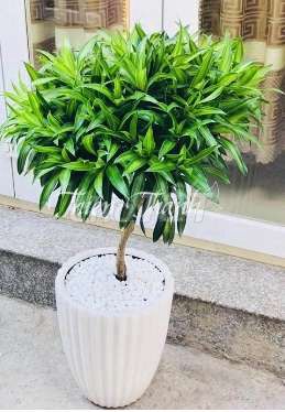 Cây trúc bách hợp💕 xum xuê💚 đẹp. Mua bán Cây cảnh, đồ trang trí tại Quận Gò Vấp Tp Hồ Chí Minh được đăng bởi Hoa kiểng  To Kem hình 1