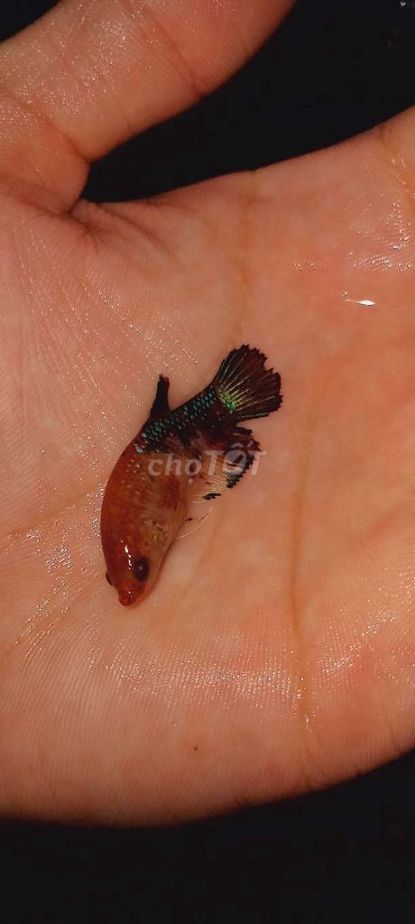Betta xã kho giá rẻ. Mua bán Thú cưng khác tại Huyện Lấp Vò Đồng Tháp được đăng bởi Đăng Khoa hình 2