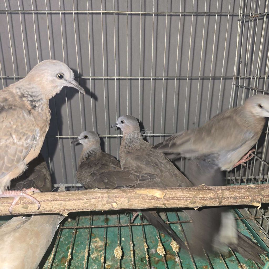 Chim gáy ta non mã phấn hồng.. Mua bán Chim tại Huyện Đông Anh Hà Nội được đăng bởi Đức Trọng hình 1