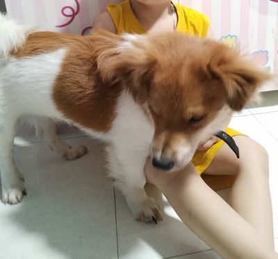 Chó lai nhật lùn. Mua bán Chó tại Thị xã Tân Uyên Bình Dương được đăng bởi Huong Nguyễn