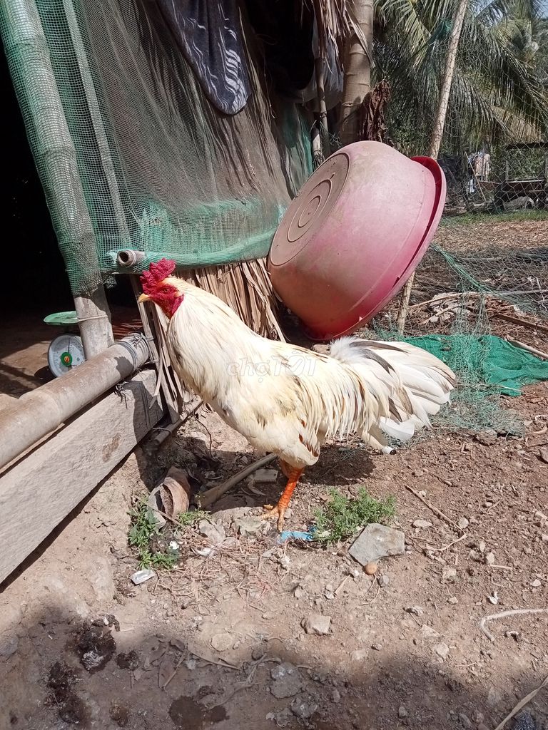 Hiện 3.1kg lẽ. Mua bán Gà tại Thành phố Trà Vinh Trà Vinh được đăng bởi Mai thien dung hình 1