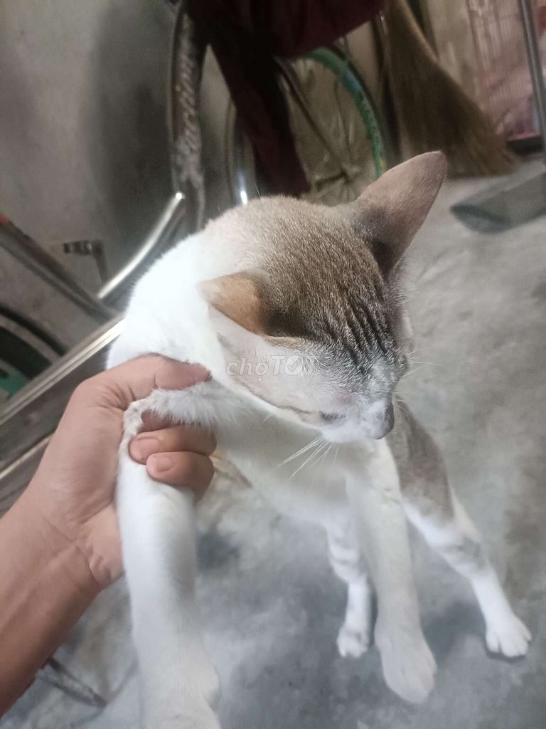 Mèo Trắng Nâu. Mua bán Mèo tại Thành phố Vũng Tàu Bà Rịa - Vũng Tàu được đăng bởi Bùi Thanh Liêm hình 1