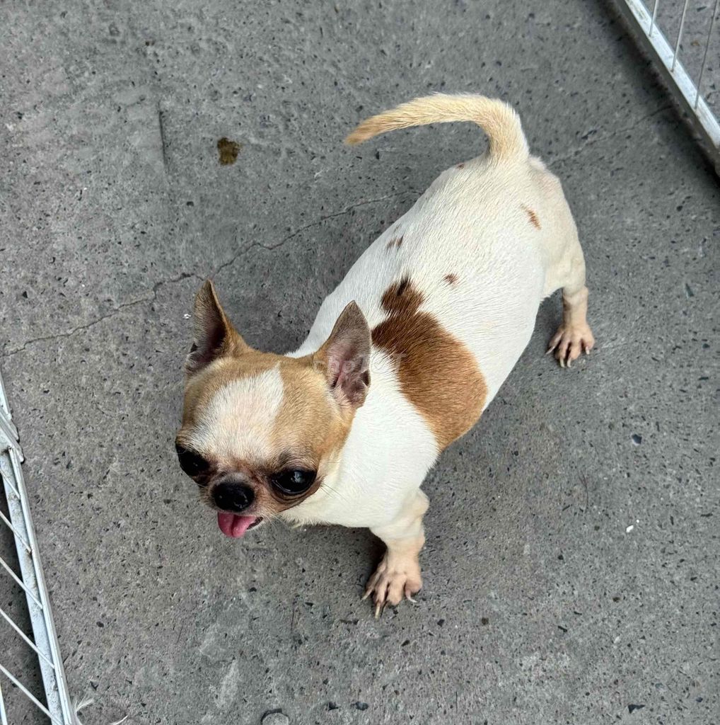 Chó Chihuahua Màu HOT. Mua bán Chó tại Huyện Long Hồ Vĩnh Long được đăng bởi Kha Anh Thảo hình 1