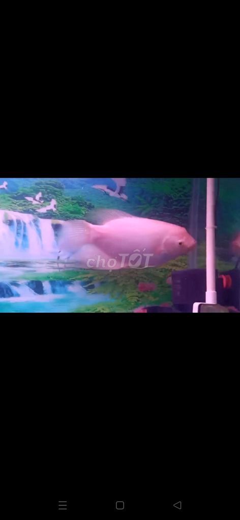 Cần bán gấp 1 em phát tài size bằng 5 ngón tay