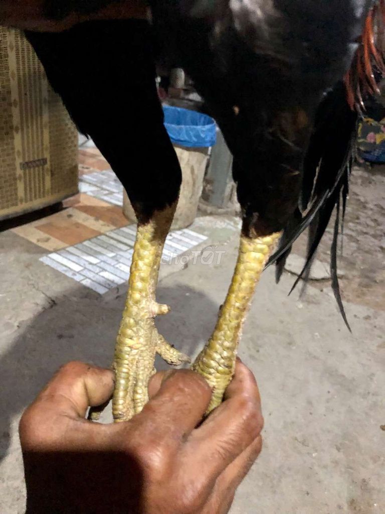 Gà 2k7 cần tiền thanh lý. Mua bán Gà tại Huyện Châu Thành Sóc Trăng được đăng bởi thanh hoai hình 1