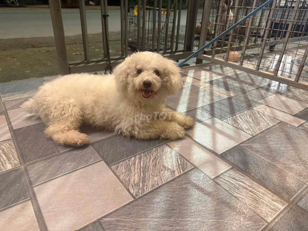 Chó Poodle Toy duc 10 tháng. Mua bán Chó tại Huyện Hoài Đức Hà Nội được đăng bởi Lạc Lạc  hình 1