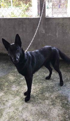 MALINOIS ĐỰC- ĐEN VIPPPP. Mua bán Chó tại Huyện Củ Chi Tp Hồ Chí Minh được đăng bởi LE DIEP