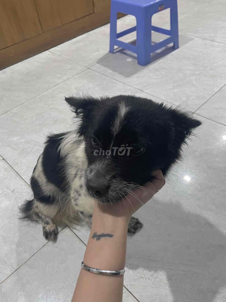 Cho bé cún lông xù bò sữa - có lấy vía (tuỳ tâm). Mua bán Chó tại Quận 1 Tp Hồ Chí Minh được đăng bởi Vi Lê hình 2