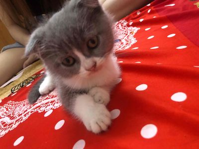 Tìm nhà mới cho bé aln
